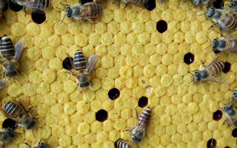 蜜蜂窩 2024年是什么命